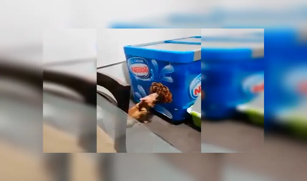 En Facebook, una chica quedó sorprendido al encontrar a su perro lamiendo una imagen de helado que estaba en su casa. En Facebook, una chica quedó sorprendido al encontrar a su perro lamiendo una imagen de helado que estaba en su casa.