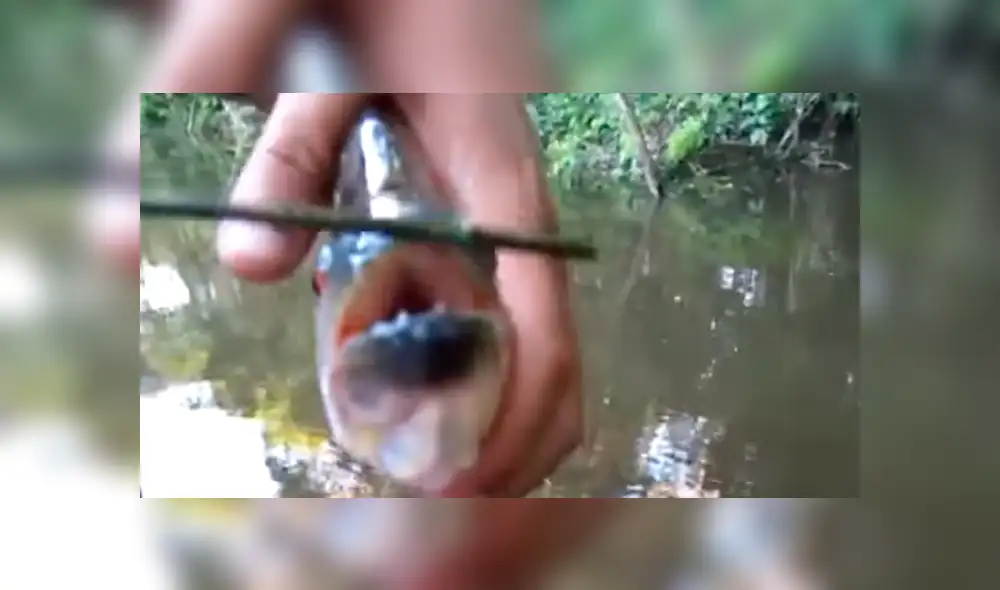 YouTube Viral: Utilizan a piraña como tijera e indigna al mundo [VIDEO] 