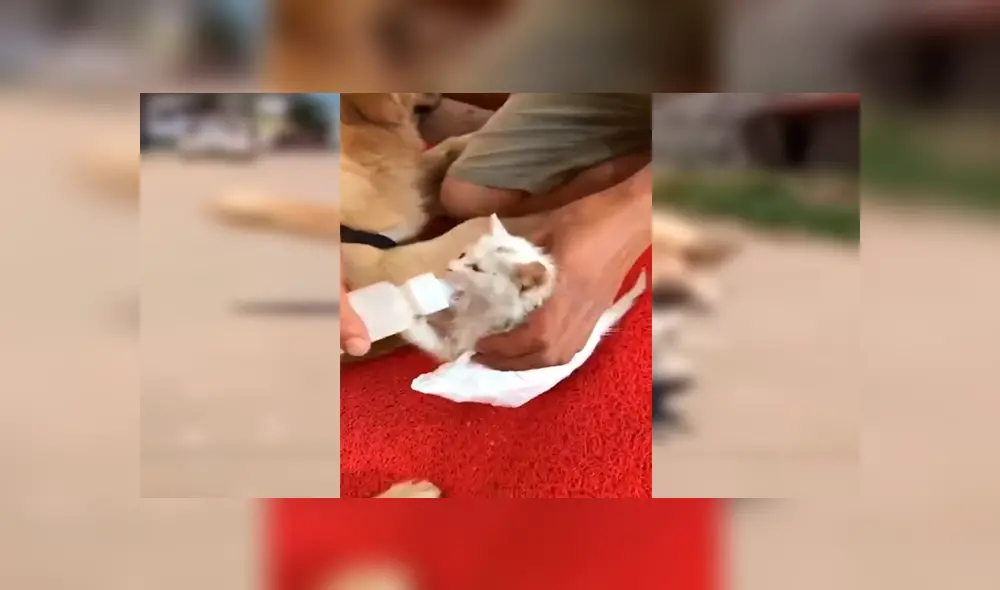 En YouTube, un perro escuchó unos extraños ruidos y descubrió que se trataba de un gato moribundo.