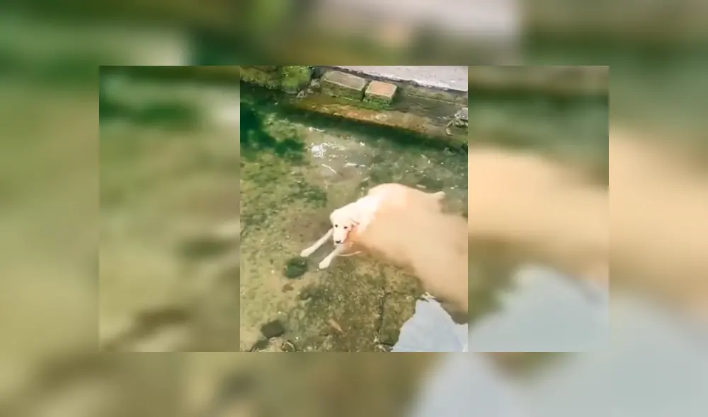 Desliza para ver los detalles de este video viral publicado en Facebook. Foto: Captura.