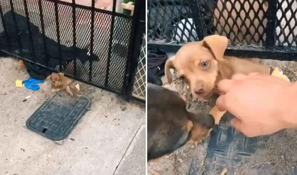 Desliza hacia la izquierda para ver más detalles sobre esta conmovedora escena. Foto: captura de TikTok Desliza hacia la izquierda para ver más detalles sobre esta conmovedora escena. Foto: captura de TikTok