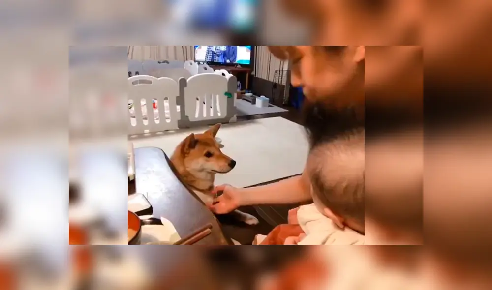 Vía YouTube. Mujer intentaba darle de comer a su bebé, pero su mascota se lo impedía con un peculiar comportamiento para buscar su atención