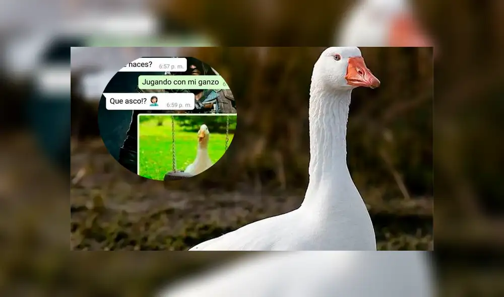 Facebook: Le confiesa a su novia que está jugando con su mascota y ella reacciona de esta forma Facebook: Le confiesa a su novia que está jugando con su mascota y ella reacciona de esta forma