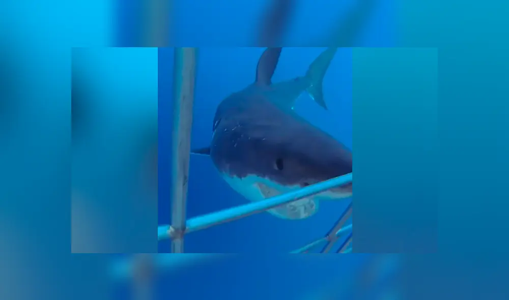 A través de Facebook se ha vuelto viral el momento en que un feroz tiburón acecha a un grupo de buzos.