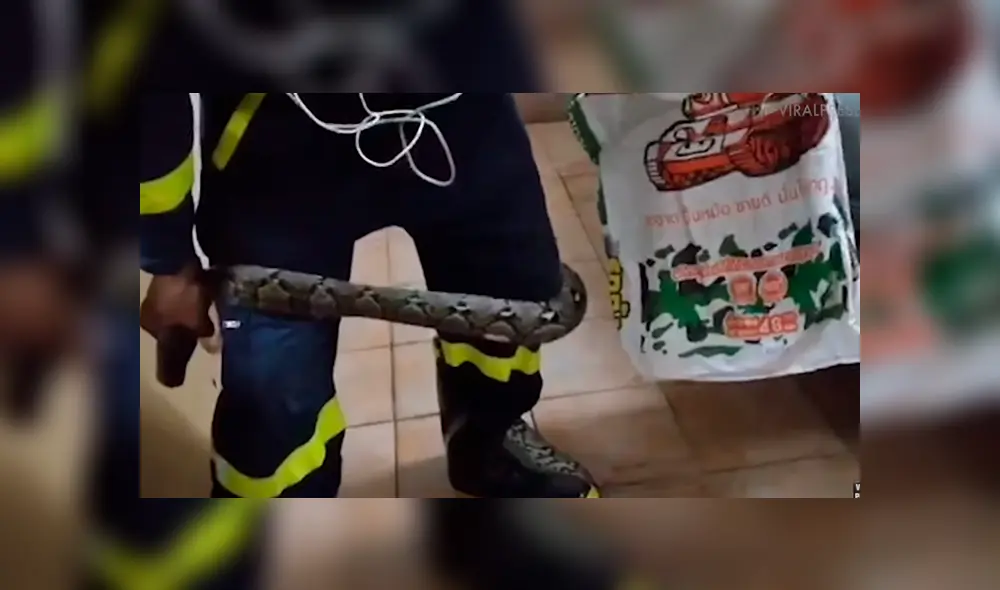 Hombre revisa su vehículo y queda en shock al descubrir una ‘misteriosa’ criatura