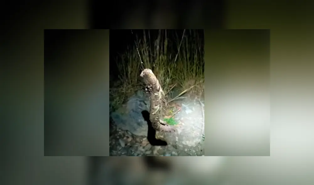 Un video viral publicado en YouTube dejó atónitos a miles de usuarios que vieron la extraña apariencia de un pez.