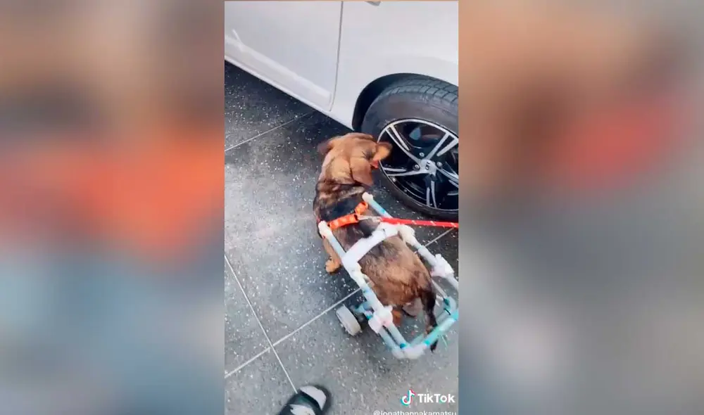 Desliza las imágenes para ver la emotiva escena que protagonizó este perrito con discapacidad al ver su nueva silla de ruedas. Foto: captura de TikTok/jonathannakamatsu