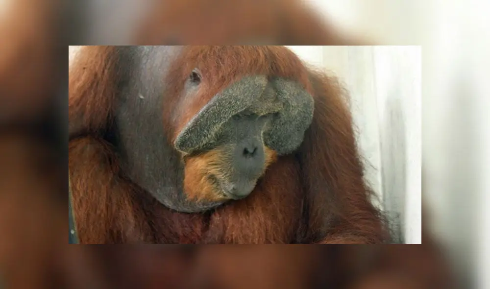 A pesar de los impactos Paguh tiene una condición estable. Foto: EPA A pesar de los impactos Paguh tiene una condición estable. Foto: EPA