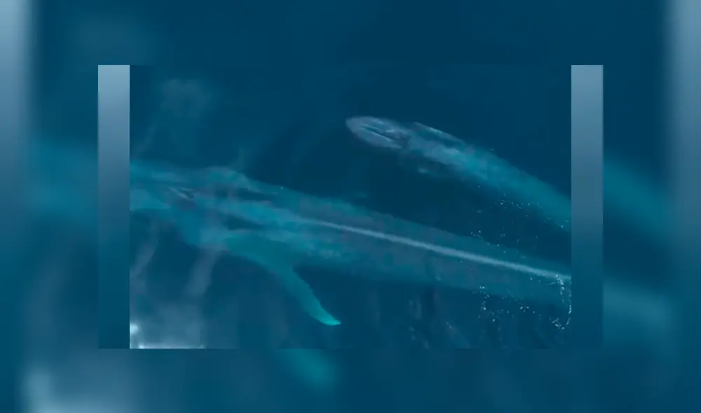 A través de un drone, investigadores captaron a una extraña ballena junto a su bebé. A través de un drone, investigadores captaron a una extraña ballena junto a su bebé.