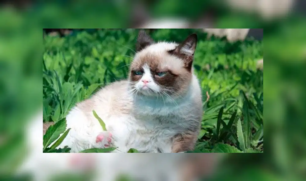 Grumpy Cat: Datos curiosos sobre el gato del meme que se viralizó en internet