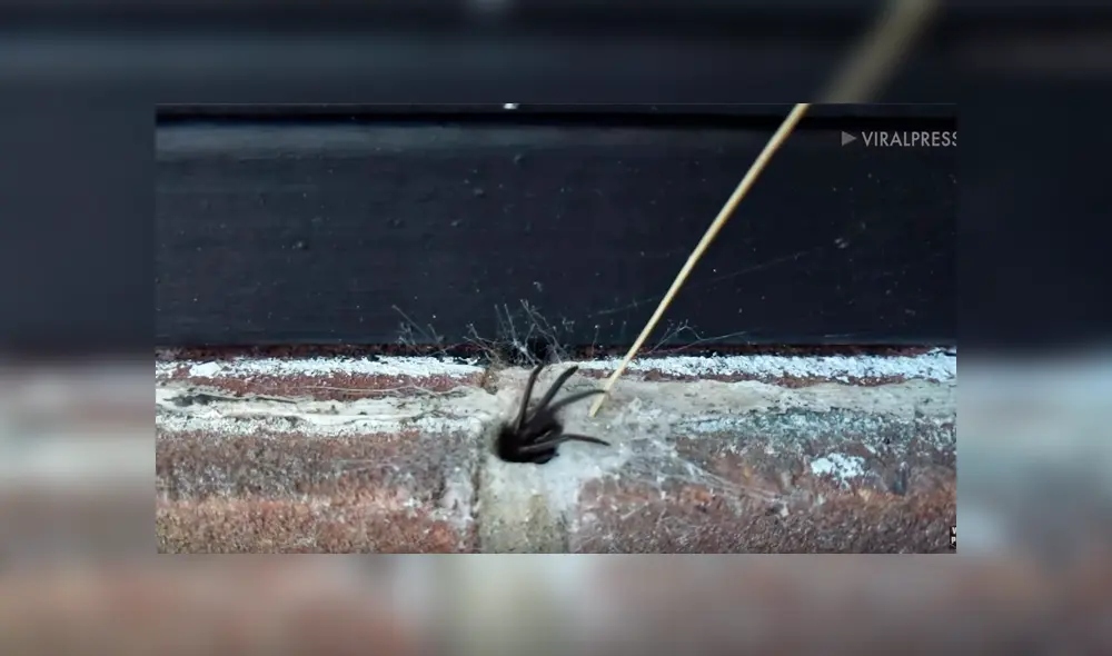 Chico mete un palo a extraño hueco y sale un peligroso animal que lo ataca [VIDEO] 