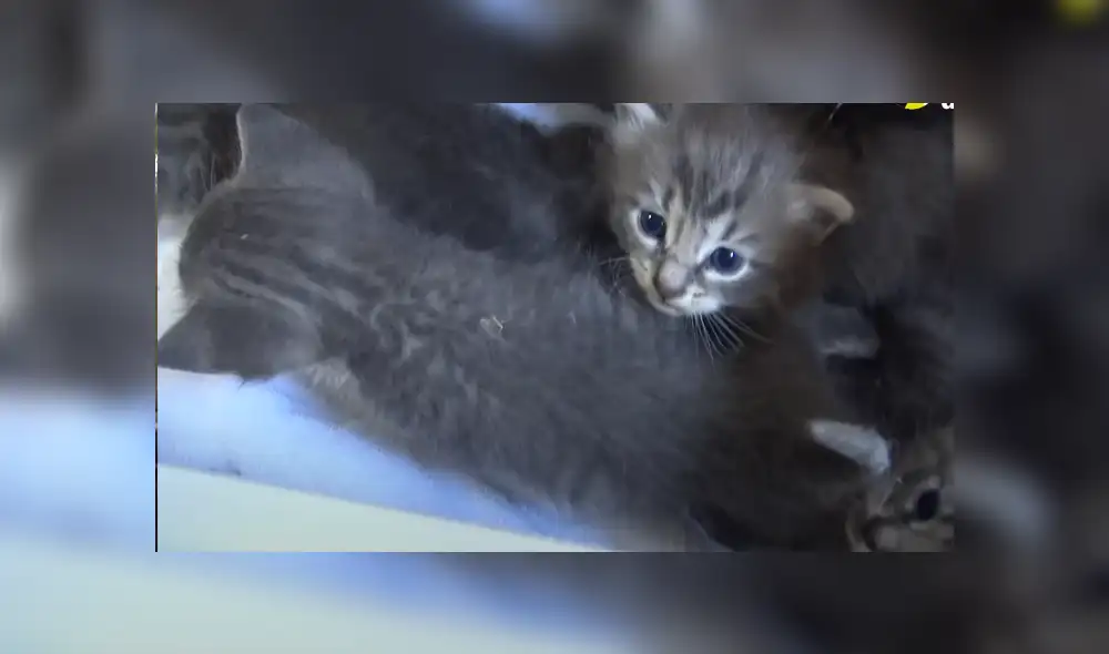 Un grupo de rescatistas se encargaron de poner a salvo a unos pequeños gatos abandonados. Foto: Facebook