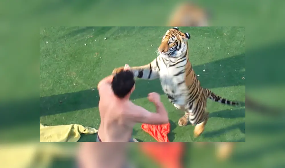Arriesgado cuidador que aparece en el video de YouTube intentó adiestrar a un enfurecido tigre.