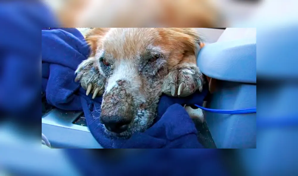 Desliza hacia la izquierda para ver la radical 'transformación' de un perro callejero que fue hallado en deplorables condiciones. Video es viral en Facebook. Desliza hacia la izquierda para ver la radical 'transformación' de un perro callejero que fue hallado en deplorables condiciones. Video es viral en Facebook.