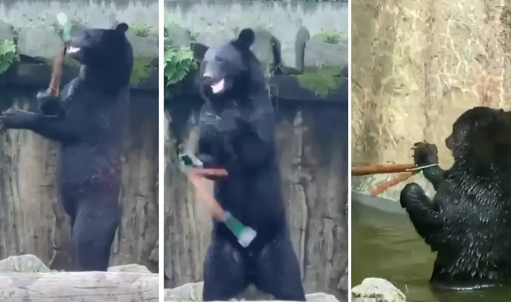 El oso es parte de una actividad de entretenimiento en zoológico japonés de Yagiyama, en la ciudad de Sendai. Foto: Facebook/Clarín El oso es parte de una actividad de entretenimiento en zoológico japonés de Yagiyama, en la ciudad de Sendai. Foto: Facebook/Clarín