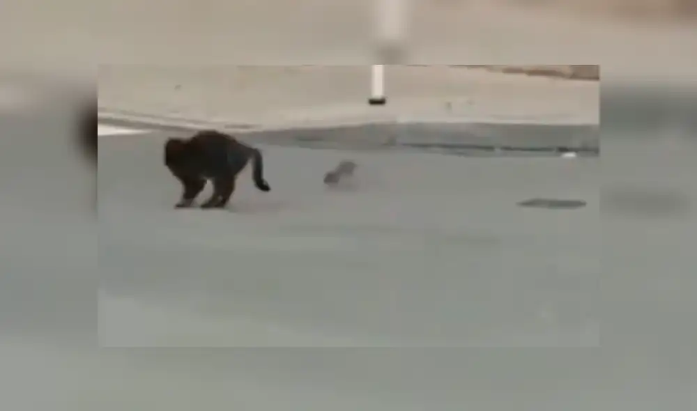 Video es viral en Facebook. El gato pensó que sería ‘pan comido’ devorar a este pequeño ratón; sin embargo, el roedor le demostró su ferocidad y lo obligó a salir huyendo. Foto: Captura. Video es viral en Facebook. El gato pensó que sería ‘pan comido’ devorar a este pequeño ratón; sin embargo, el roedor le demostró su ferocidad y lo obligó a salir huyendo. Foto: Captura.