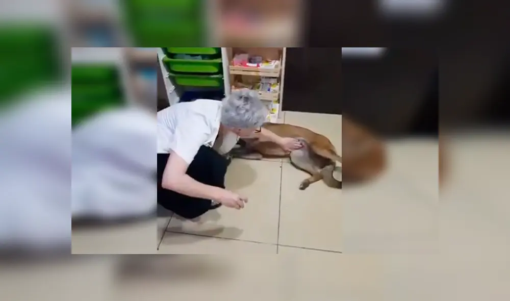Perro de la calle protagonizó un conmovedor video viral de Facebook tras ser auxiliado por una farmacéutica Perro de la calle protagonizó un conmovedor video viral de Facebook tras ser auxiliado por una farmacéutica