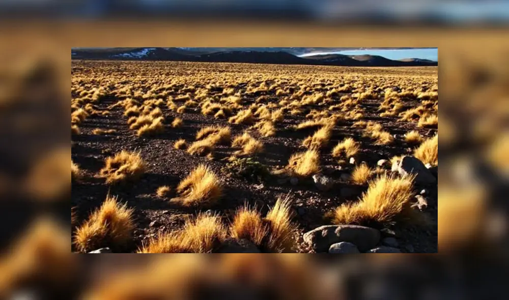 Proyecto de investigación de los estudiantes de UTEC. Créditos: Cortesía. Proyecto de investigación de los estudiantes de UTEC. Créditos: Cortesía.