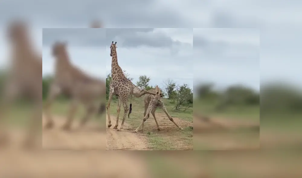 Desliza las imágenes para ver más detalles de este peculiar pelea que se hizo viral en Facebook. Desliza las imágenes para ver más detalles de este peculiar pelea que se hizo viral en Facebook.