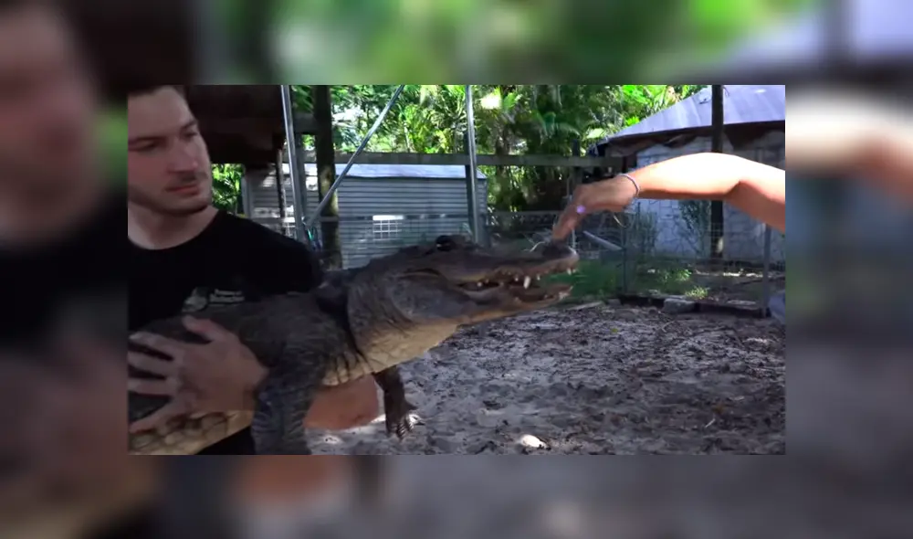 Un video viral de YouTube registró el momento en que un hombre ingresó a la piscina de un cocodrilo. Un video viral de YouTube registró el momento en que un hombre ingresó a la piscina de un cocodrilo.
