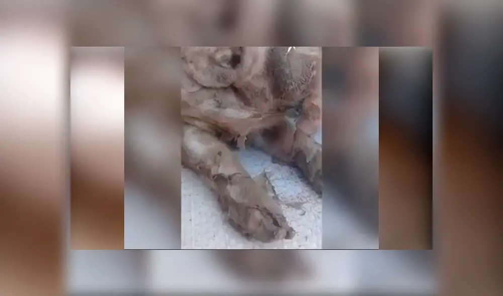 Cerda da a luz a sus crías y una de ellas tiene malformación que le hace lucir con un elefante.