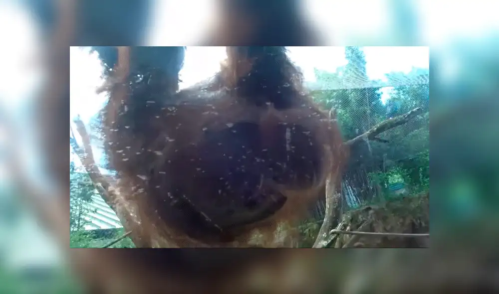 Facebook viral: orangután conoce a bebé por primera vez y conmueve a miles con su reacción [VIDEO]