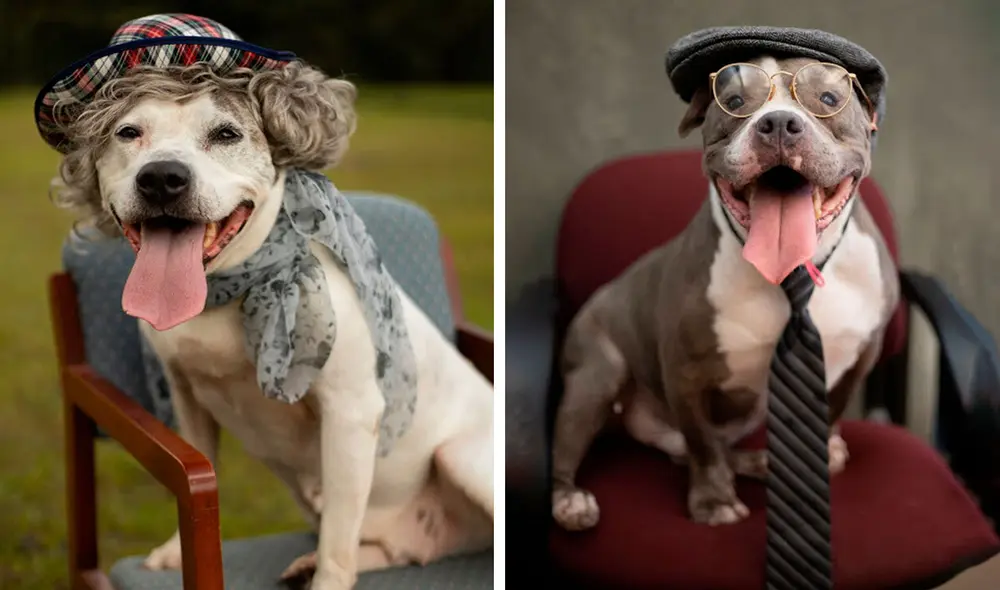 Desliza las imágenes para ver la sesión fotográfica de unos perros al modelar unos trajes y accesorios. Foto: Flagler Humane Society