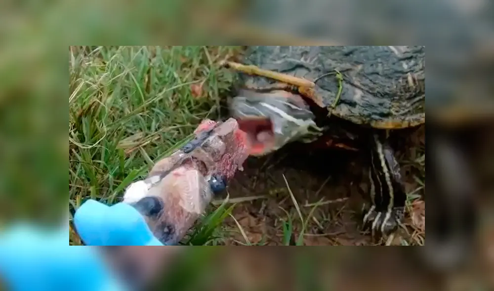 Desliza a la izquierda para ver este nuevo viral de YouTube. Foto: Captura.