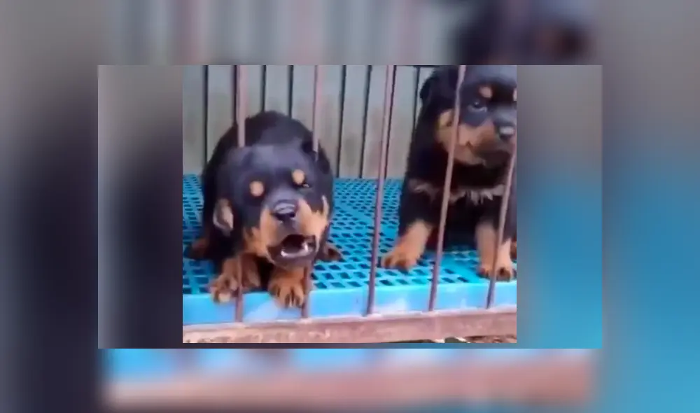 El pequeño rottweiler lloraba de nerviosismo por haber quedado atrapado. Foto: captura