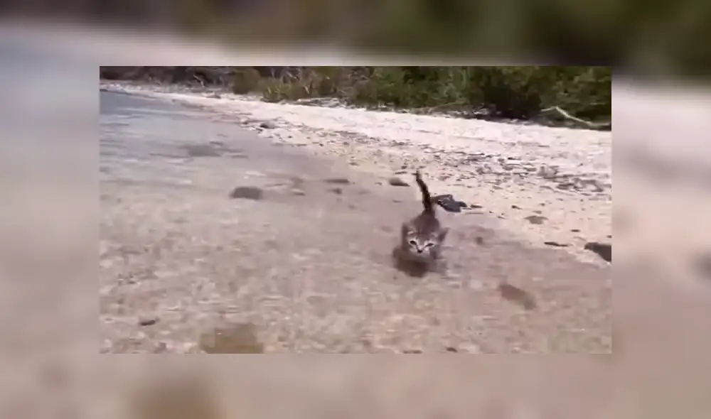 Facebook: Joven enseña a su gato a nadar utilizando un sensacional truco para que no le tema al agua [VIDEO]
