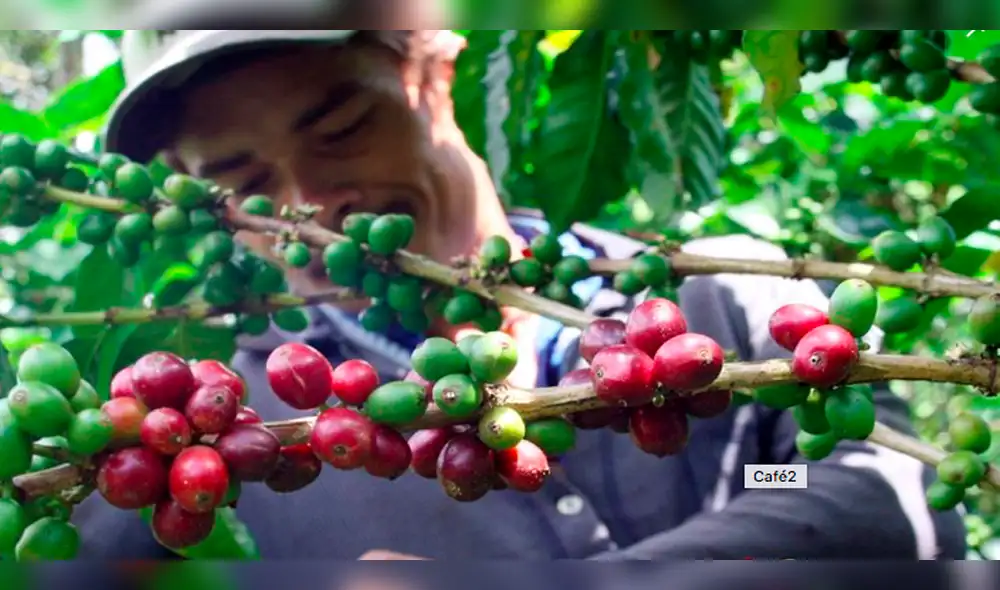 Proponen ampliar plazo para que caficultores se acojan a Programa de Rescate Financiero