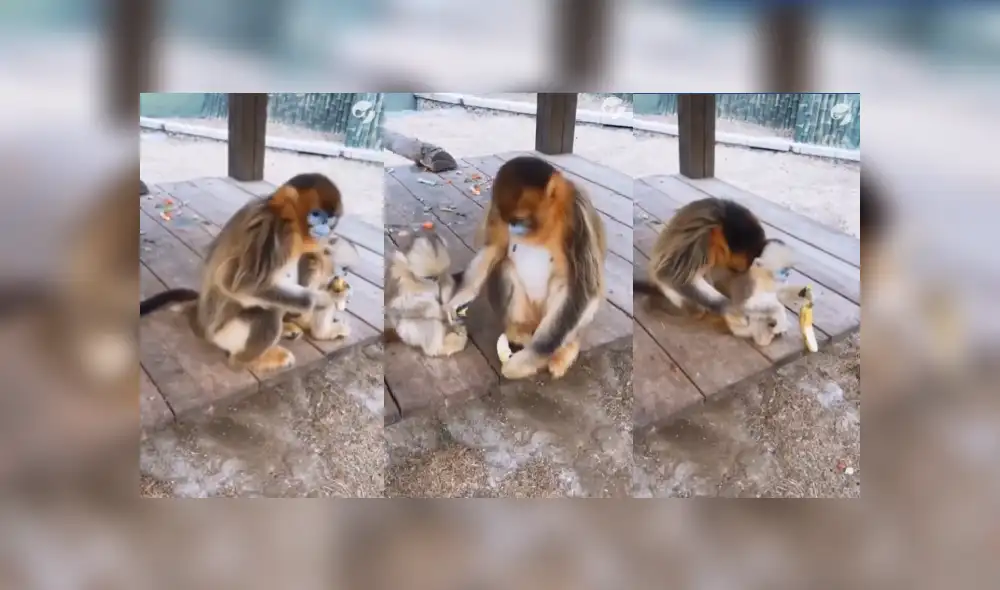 Desliza las imágenes para ver la tierna escena entre un pequeño mono bebé y su mamá. (Foto: Facebook) Desliza las imágenes para ver la tierna escena entre un pequeño mono bebé y su mamá. (Foto: Facebook)