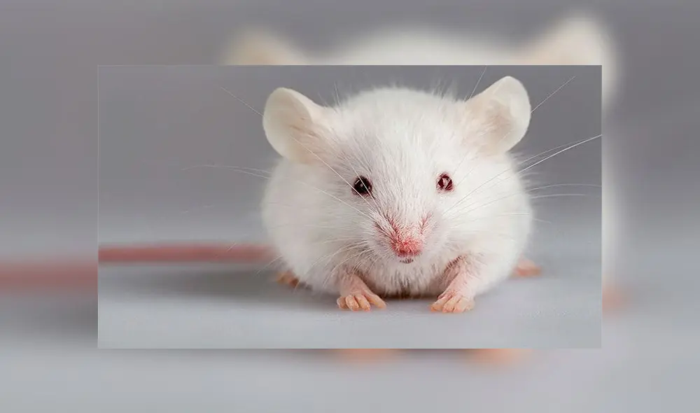 Amber Freed y su esposo Mark aspiran que los ratones mutantes importados de China logren salvar a su hijo. Foto: Getty Images Amber Freed y su esposo Mark aspiran que los ratones mutantes importados de China logren salvar a su hijo. Foto: Getty Images