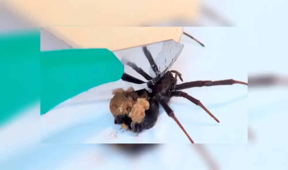 YouTube: Parten a una viuda negra a la mitad y en su interior encuentran algo espeluznante [VIDEO] 