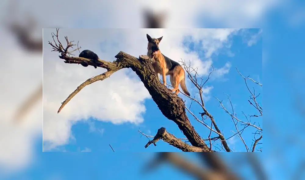 Los bomberos esperan que el pastor alemán lo piense dos veces antes de perseguir a otro gato. Foto: captura.