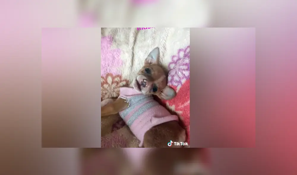 Desliza las imágenes para ver lo que realmente pasó con este presunto perro de raza pinscher. Foto: Giulia Carvalho/TikTok Desliza las imágenes para ver lo que realmente pasó con este presunto perro de raza pinscher. Foto: Giulia Carvalho/TikTok