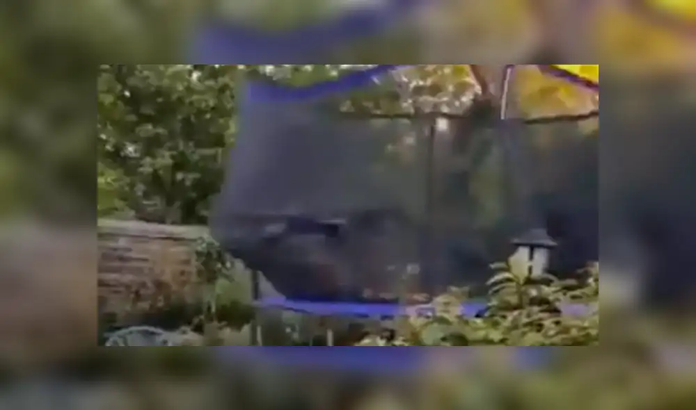 Facebook viral: Familia adopta a perro tímido, lo dejan solo en casa y realiza travesura [VIDEO]