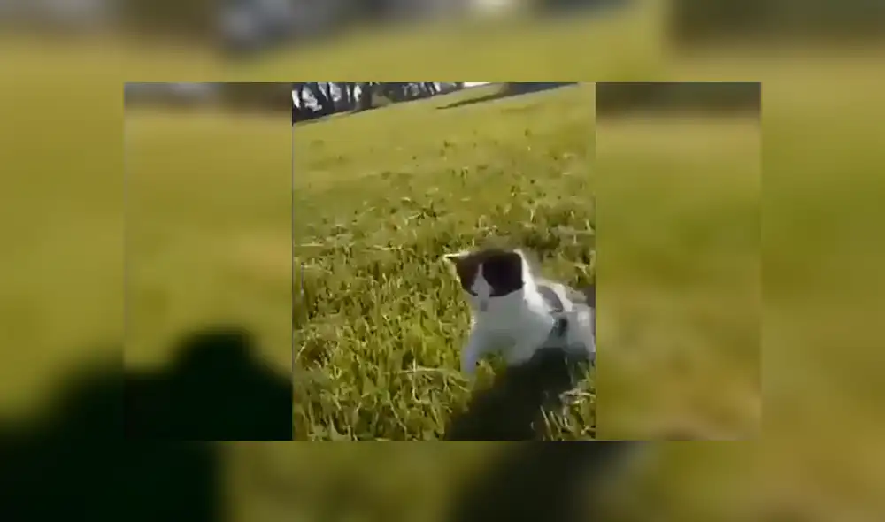 En Facebook, un hombre era perseguido por unos tiernos felinos y sus vecinos pensaron que corría peligro. En Facebook, un hombre era perseguido por unos tiernos felinos y sus vecinos pensaron que corría peligro.