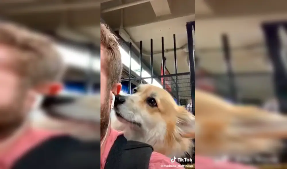 Perro - tiktok - viral Perro - tiktok - viral