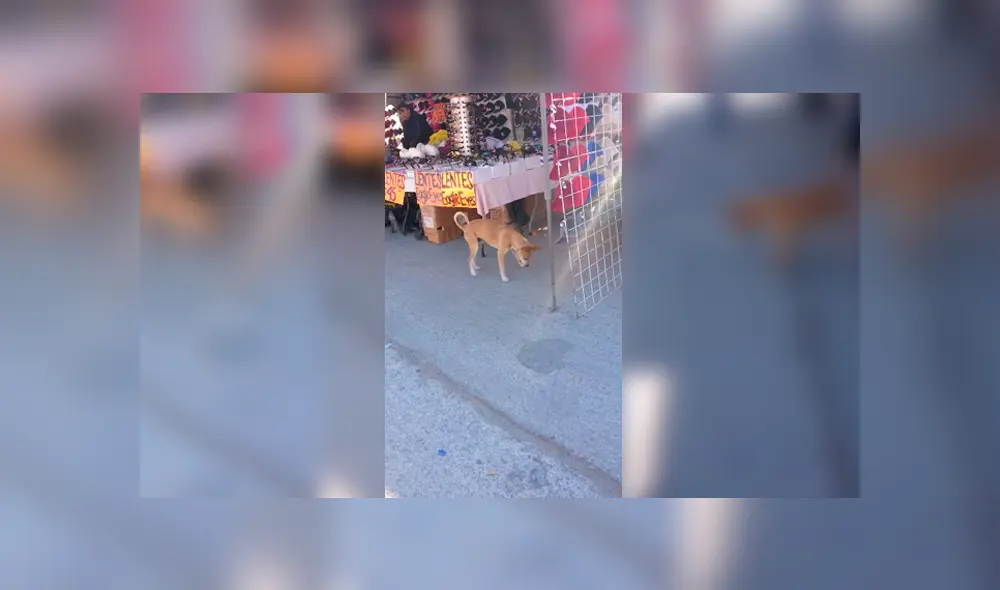 Video es viral en Facebook. Miles se encariñaron con este simpático perro callejero que fue captado divirtiéndose con el reflejo de la luz. Foto: Captura. Video es viral en Facebook. Miles se encariñaron con este simpático perro callejero que fue captado divirtiéndose con el reflejo de la luz. Foto: Captura.