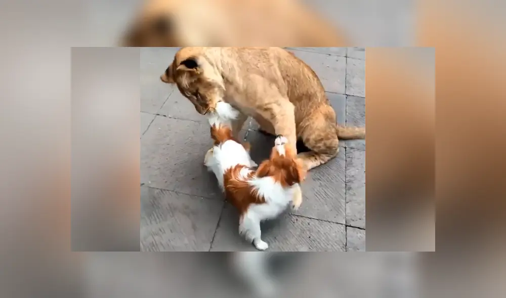 Desliza hacia la izquierda para ver el temible encuentro de un pequeño perro con un grupo de felinos. Imágenes que han causado furor en YouTube. Desliza hacia la izquierda para ver el temible encuentro de un pequeño perro con un grupo de felinos. Imágenes que han causado furor en YouTube.