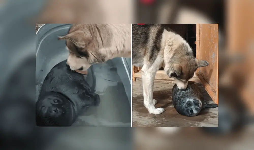 Desliza las imágenes para ver más sobre esta tierna historia entre un perro y una foca. Foto: Facebook / Russia Beyond ES Desliza las imágenes para ver más sobre esta tierna historia entre un perro y una foca. Foto: Facebook / Russia Beyond ES