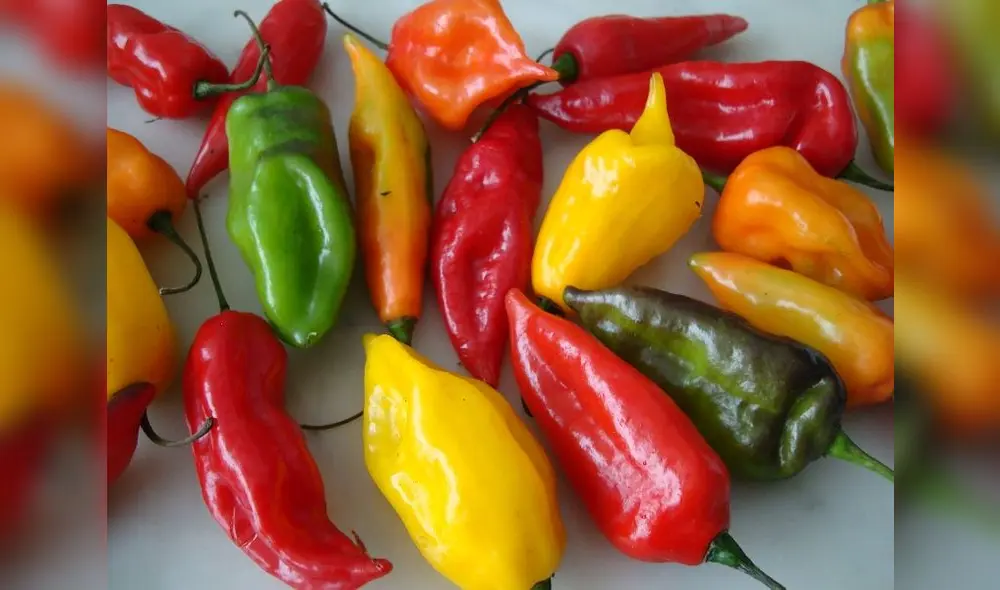 Día del Ají Peruano Día del Ají Peruano