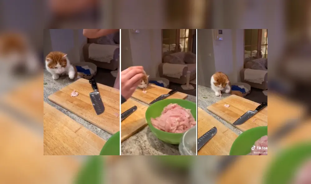 Desliza las imágenes para ver más sobre este travieso gato que hace de todo para 'robar' un poco de comida. (Foto: captura) Desliza las imágenes para ver más sobre este travieso gato que hace de todo para 'robar' un poco de comida. (Foto: captura)