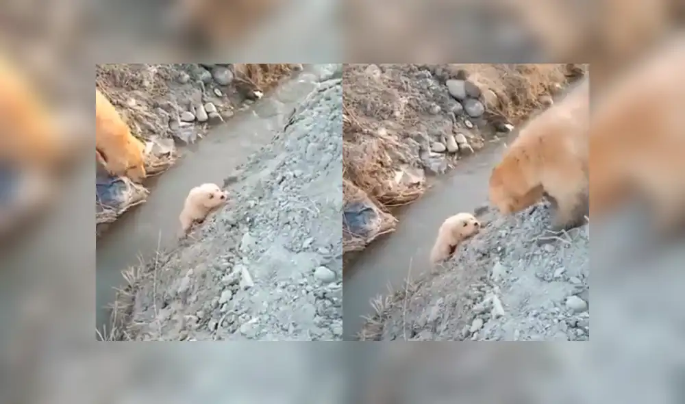 YouTube viral: perrito estaba a punto de caer, pero su mamá se arriesga para salvarlo [VIDEO]