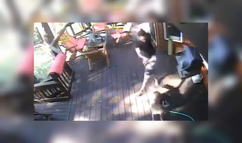 A través de YouTube se hizo viral el tenso momento en que un hambriento coyote ataca a un pequeño perro.