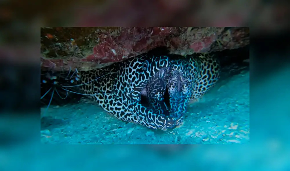 Un buzo vivió un aterrador momento al sumergirse en el océano y encontrar un raro animal. Un buzo vivió un aterrador momento al sumergirse en el océano y encontrar un raro animal.