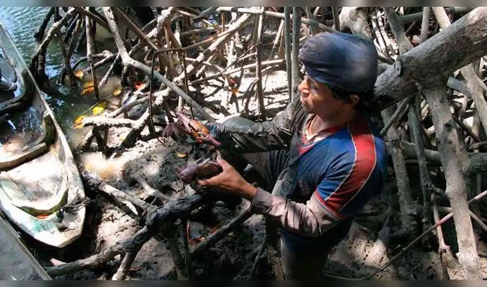 Inicia la veda del cangrejo rojo en Tumbes 