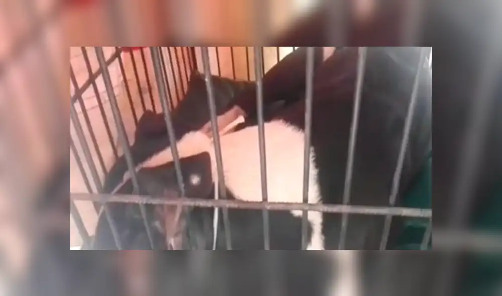 Ate: escolares de un colegio de Huaycán fueron atacados por perro pitbull [VIDEO]