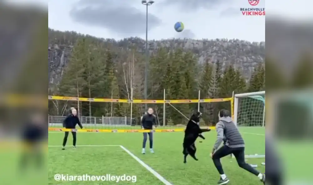 Video es viral en TikTok. Astuta perra jugó y defendió la pelota como si fuera una persona experta en el vóley. Su hazaña sorprendió a más de uno en las redes. Video es viral en TikTok. Astuta perra jugó y defendió la pelota como si fuera una persona experta en el vóley. Su hazaña sorprendió a más de uno en las redes.